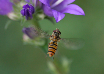 Hain-Schwebfliege (Episyrphus balteatus) - © Emanuel Trummer